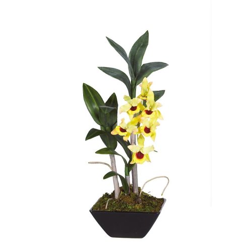 Dendrobium Pendulum w/Black Vase - Yellow