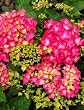 Pink Elf Dwarf Hydrangea Two Gallon Plant by Monrovia