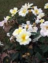 Sunny Knock Out Rose