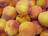 Alternative Health & Herbs Remedies Peach Fruit Green Tea, Loose Leaf, 4 Ounce. Bags 41MLvvfwFML. SL160 Alternative Health & Herbs Remedies Peach Fruit Green Tea, Loose Leaf, 4 Ounce. Bags
