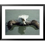 An American Bald Eagle Taking a Bath National Geographic Collection Framed Art Poster... by Art.com