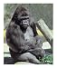 Big Gunns Gorilla Animals Photographic Poster Print by BuffaloWorks, 16x20