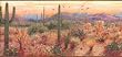 Orange Sonoran Sunrise Wallpaper Border