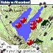 Fishin w/Rosebud downloadable Software