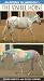 Book The Visible Horse (Anatomy in Motion)
