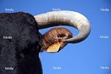 'Cow' Wall Decal - 18"W x 12"H Removable Graphic