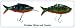 Sporting Goods : Kicktail 2 Set Fire Tiger Shad (1 Diver and 1 Floater)