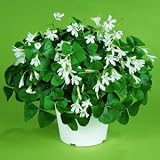 Oxalis Regnelli - 25 Bulbs - Size 1+