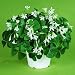 Oxalis Regnelli - 25 Bulbs - Size 1+