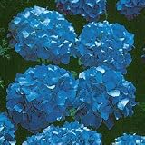Nikko Blue Hydrangea