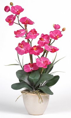 Double Stem Phalaenopsis Silk Flower Arrangement - Beauty