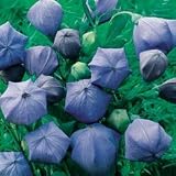 Balloon Flower Seeds - Balloon Flower Komachi