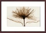 X-Ray PHOTOGRAPHY�i�����g�Q���t�H�g�O���t�B�[�j�|�X�^�[�t���[�� Steven N.Meyers / A Rose 525x725x30mm