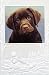 Chocolate Lab Pup Boxed Christmas Cards - 16 Cards & 17 Envelopes