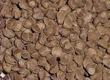 Baby Hawaiian Woodrose 10 Seeds - Argyreia nervosa