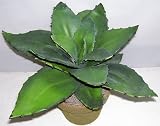 Review Silk Plants Plus.com 111509 / 14