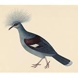 Crested Pigeon (Print On Demand)