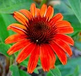 Amazon / Hirt's: Sundown Coneflower - Echinacea - Fragrant - Potted