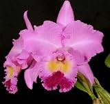 Lc Alma Sozzi 'Dale' HCC/AOS x Lc Lake Cachuma 'New Spring'