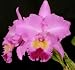 Lc Alma Sozzi 'Dale' HCC/AOS x Lc Lake Cachuma 'New Spring'