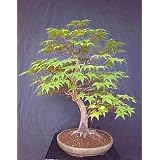 Japanese Maple 20 Seeds/Seed - ACER - BONSAI