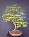 bonsai seeds 41MPE9Zo YL. SL75 bonsai seeds