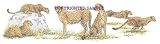 Cheetahs - Drawing by Cindy Farmer