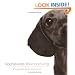 Dachshunds Short and Long