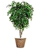 7ft. Silk Ficus Tree