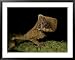 A Close View of a Helmeted Iguana Framed Art Poster Print, 39x31