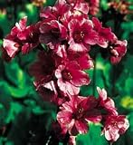 Heart Leaf Perennial - Bergenia Cordiflora - 4 Plants