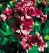 Heart Leaf Perennial 4 Plants