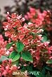 Hydrangea "Quick Fire", Super One Gallon Container by Monrovia Growers