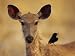 An Alert Sambar Deer is an Attractive Perch for a Fork-Tailed Drongo Photographic Pos...