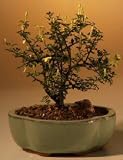 Bonsai Boy's Dwarf Flowering Jasmine - Yellow jasminum 'parkeri'