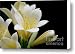 Pale Yellow Clivia Miniata Flowers Canvas Print / Canvas Art - Artist Jennie Marie Schell