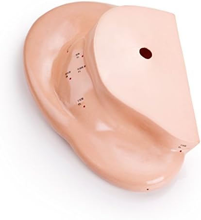 Acupuncture Ear Model - 40 Cm - 15.7 Inches (Points Identified in Chinese & English)