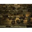 Japanese Coturnix Quail at a Hatchery, Bartlesville, Oklahoma Photographic Poster Print by Joel Sartore, 12x9