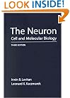 The Neuron: Cell and Molecular Biology