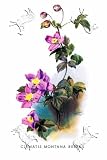 Art Poster, Clematis Montana Rubens - 18.75 x 27.5