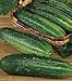 Cucumber Straight Eight (Slicing) - 1 Pkt. (100 seeds)