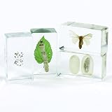Life Cycles Moth Specimen Set
