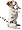 Jack Russell Terrier