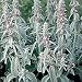 Organic Lamb's Ear 150 Seeds