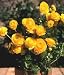 persian14 - Gold Ranunculus 10 Bulbs Size 7 cm