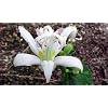 White Tower Toad Lily 10 Seed-Tricyrtis-Shade Perennial