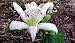 White Tower Toad Lily Tricyrtis 10 Seeds