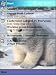 Baby Polar Bear Pocket PC 2002 Theme