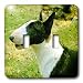 Dogs Miniature Bull Terrier - Miniature Bull Terrier - Light Switch Covers - double toggle switch