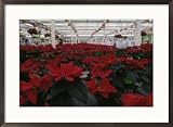 Poinsettias in greenhouse Framed Art Poster Print by John Luke, 29x21
